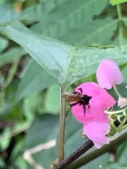 Trigona fulviventris