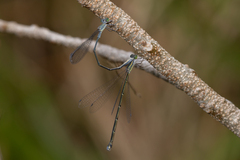 Rhadinosticta simplex
