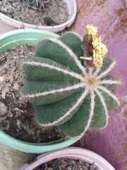 Parodia magnifica