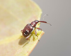Meriphus guttatus