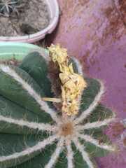 Parodia magnifica