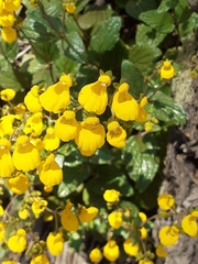 Calceolaria corymbosa