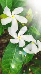 Tabernaemontana divaricata