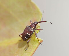 Meriphus guttatus