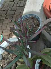Carpobrotus edulis