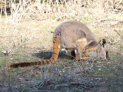 Petrogale xanthopus