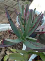 Carpobrotus edulis