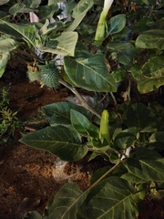 Datura innoxia