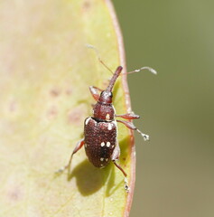 Meriphus guttatus