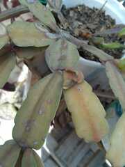 Schlumbergera buckleyi