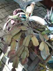 Schlumbergera buckleyi