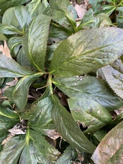 Helleborus orientalis