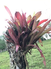 Bromeliaceae