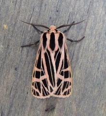 Apantesis parthenice