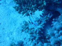 Dascyllus marginatus