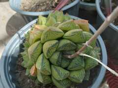 Haworthia