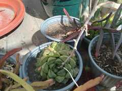 Haworthia