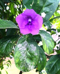 Brunfelsia pauciflora