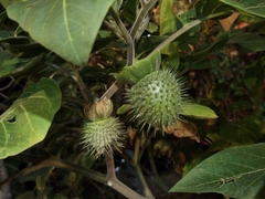Datura innoxia