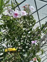 Pandorea jasminoides