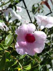 Pandorea jasminoides