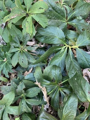 Helleborus orientalis