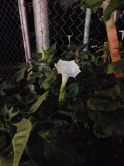 Datura innoxia