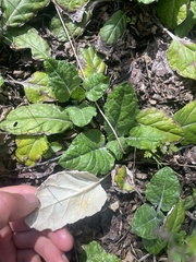 Adenocaulon chilense