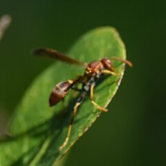 Mischocyttarus mexicanus cubicola