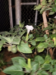 Datura innoxia