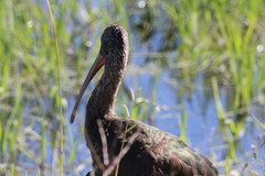 Plegadis chihi