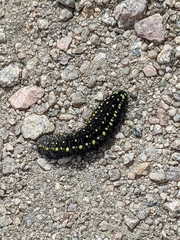 Parnassius smintheus