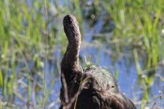 Plegadis chihi