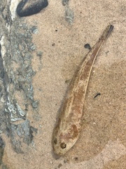 Platycephalus fuscus