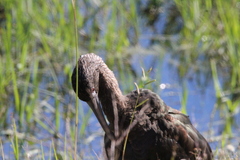 Plegadis chihi