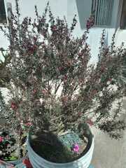 Leptospermum