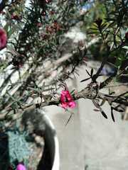 Leptospermum