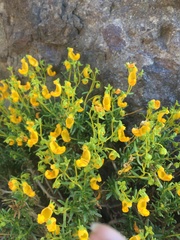 Calceolaria hypericina