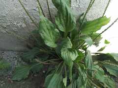 Plantago