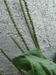 Plantago