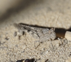 Trimerotropis thalassica