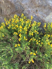 Calceolaria hypericina