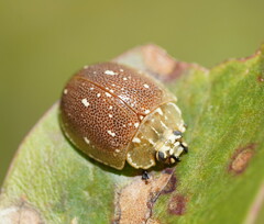 Paropsis aegrota