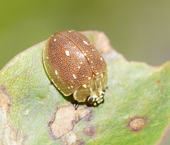 Paropsis aegrota