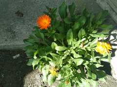 Calendula