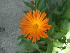 Calendula