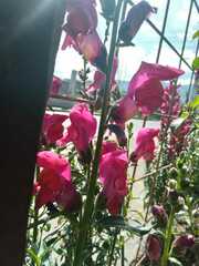 Antirrhinum