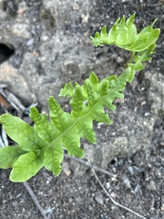 Polypodium californicum