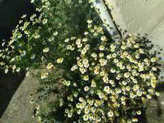 Matricaria chamomilla