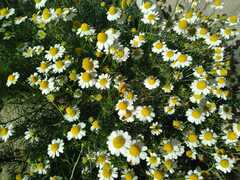 Matricaria chamomilla